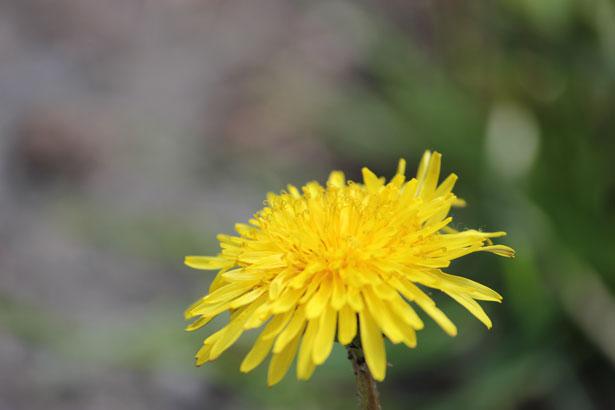 Dandylion photo