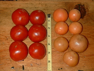 Two Tomato Crops