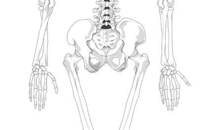 Skeletal System