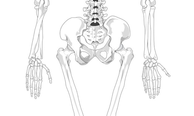 Skeletal System