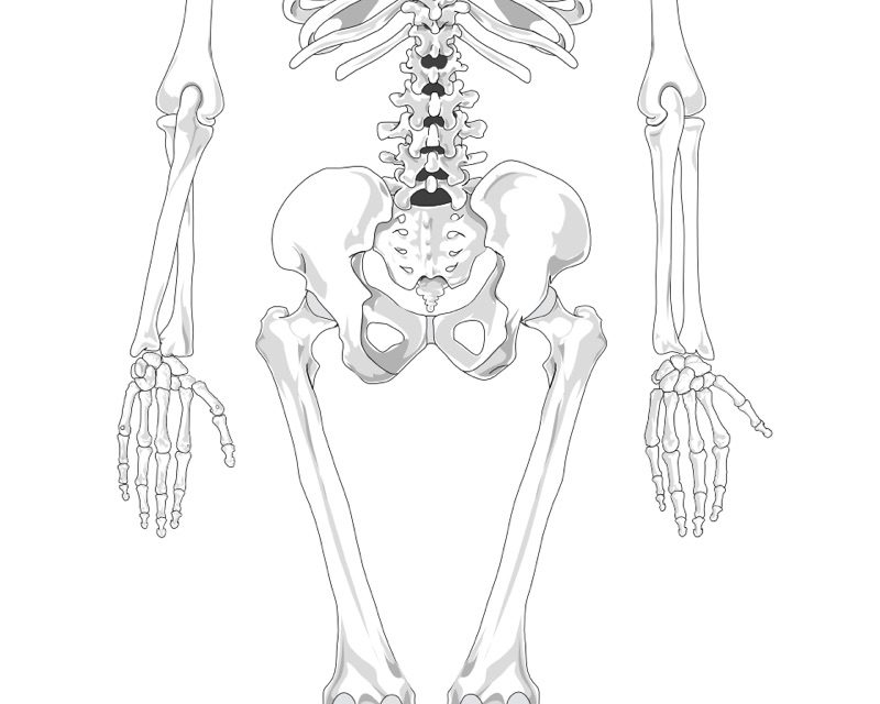 Skeletal System